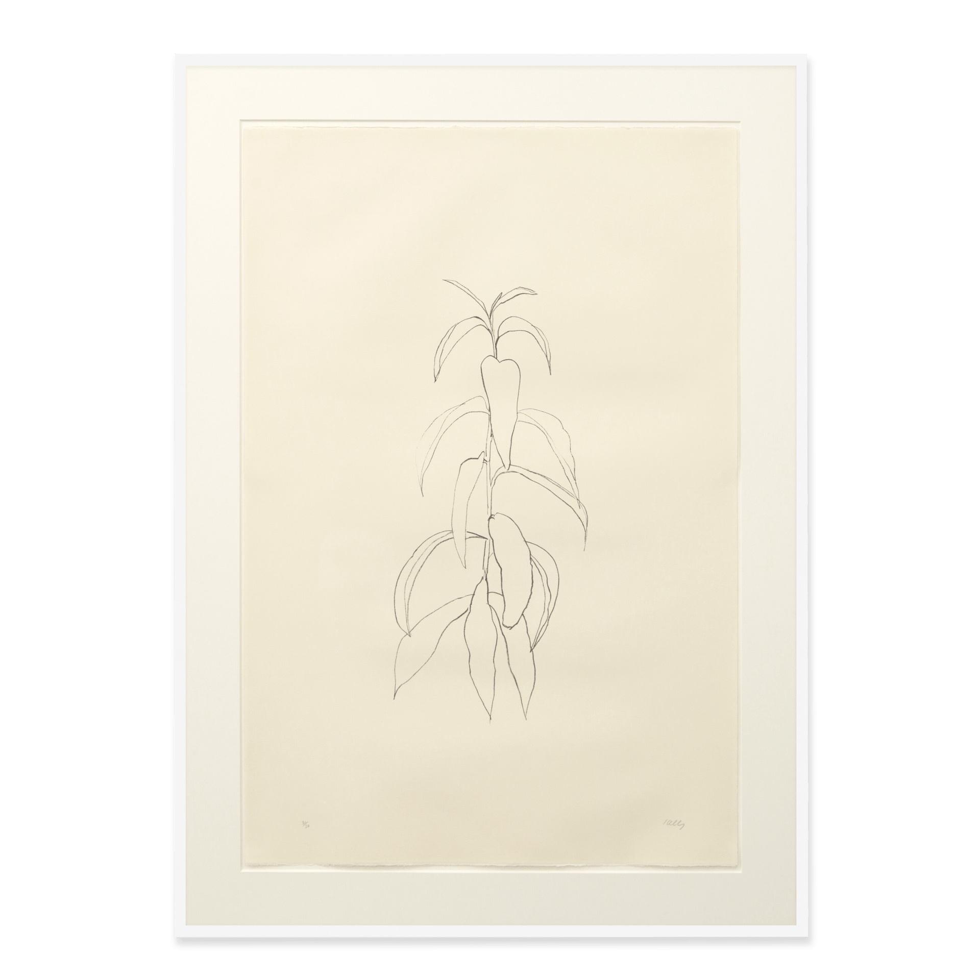 Peach Branch