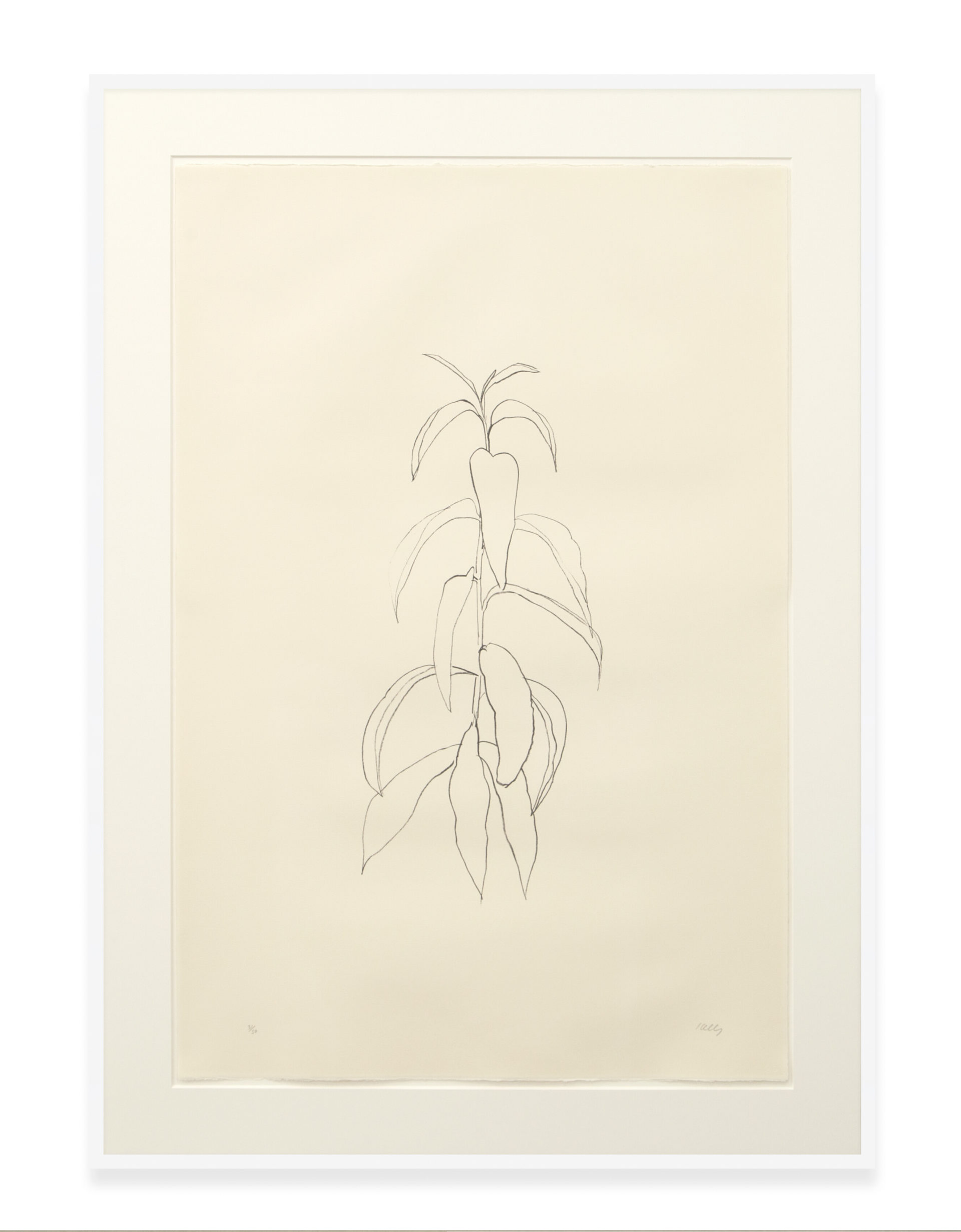 Ellsworth Kelly Peach Branch, 1973-74 Lithograph 47 1/4 x 31 1/2 inches (120 x 80 cm) Edition of 50