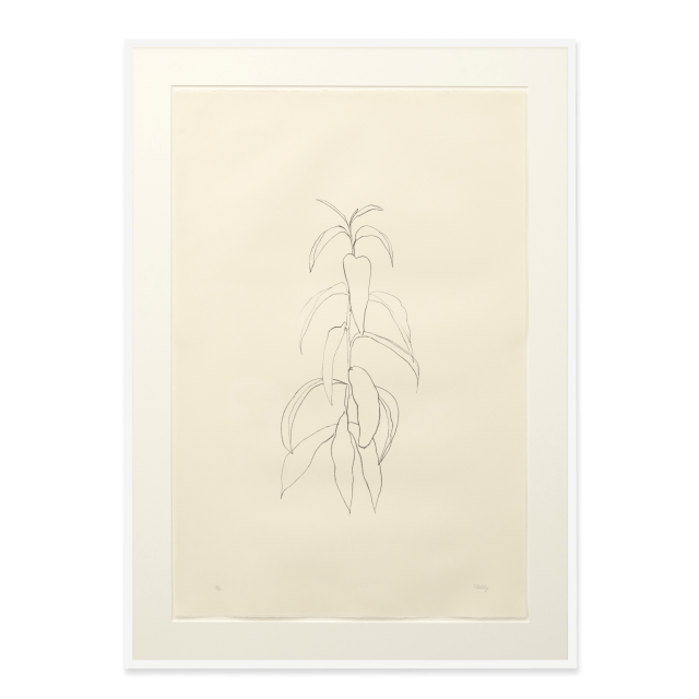 Peach Branch