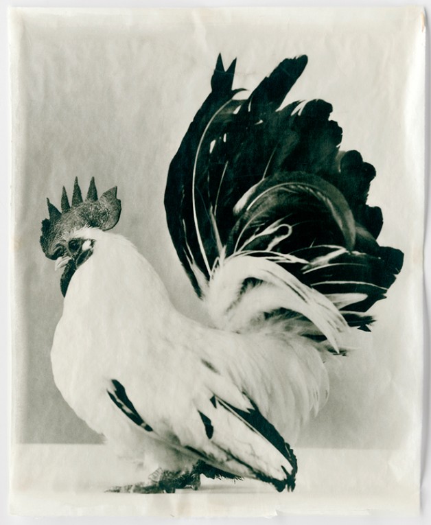 White #25, 2010, Hand-applied silver gelatin print on Thai Mulberry Paper, 40 x 32 inches (101.6 x 81.3 cm), Edition of 5