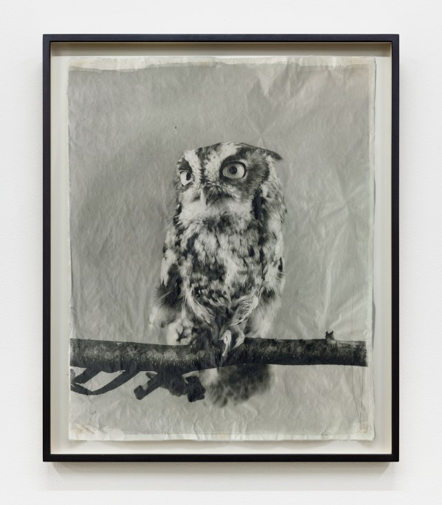 Owl XIII