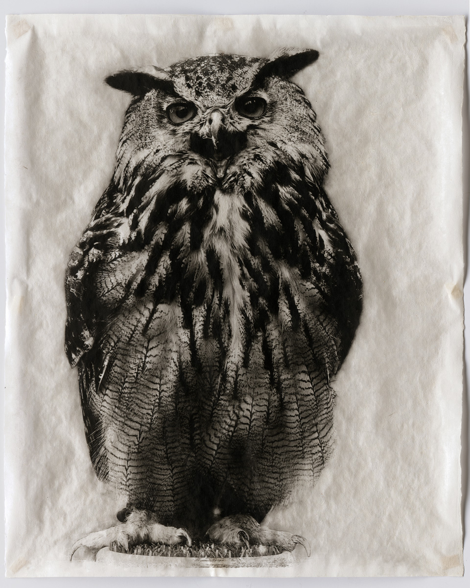 Owl XI, 2009, Hand-applied silver gelatin print on handmade Kozoshi Paper, 23 3/4 x 19 inches (60.3 x 48.3 cm), Edition of 20