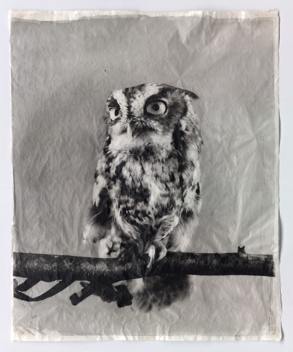 Owl XIII, 2011, Hand-applied silver gelatin print on handmade Kozoshi Paper, 23 3/4 x 19 inches (60.3 x 48.3 cm), Edition of 20