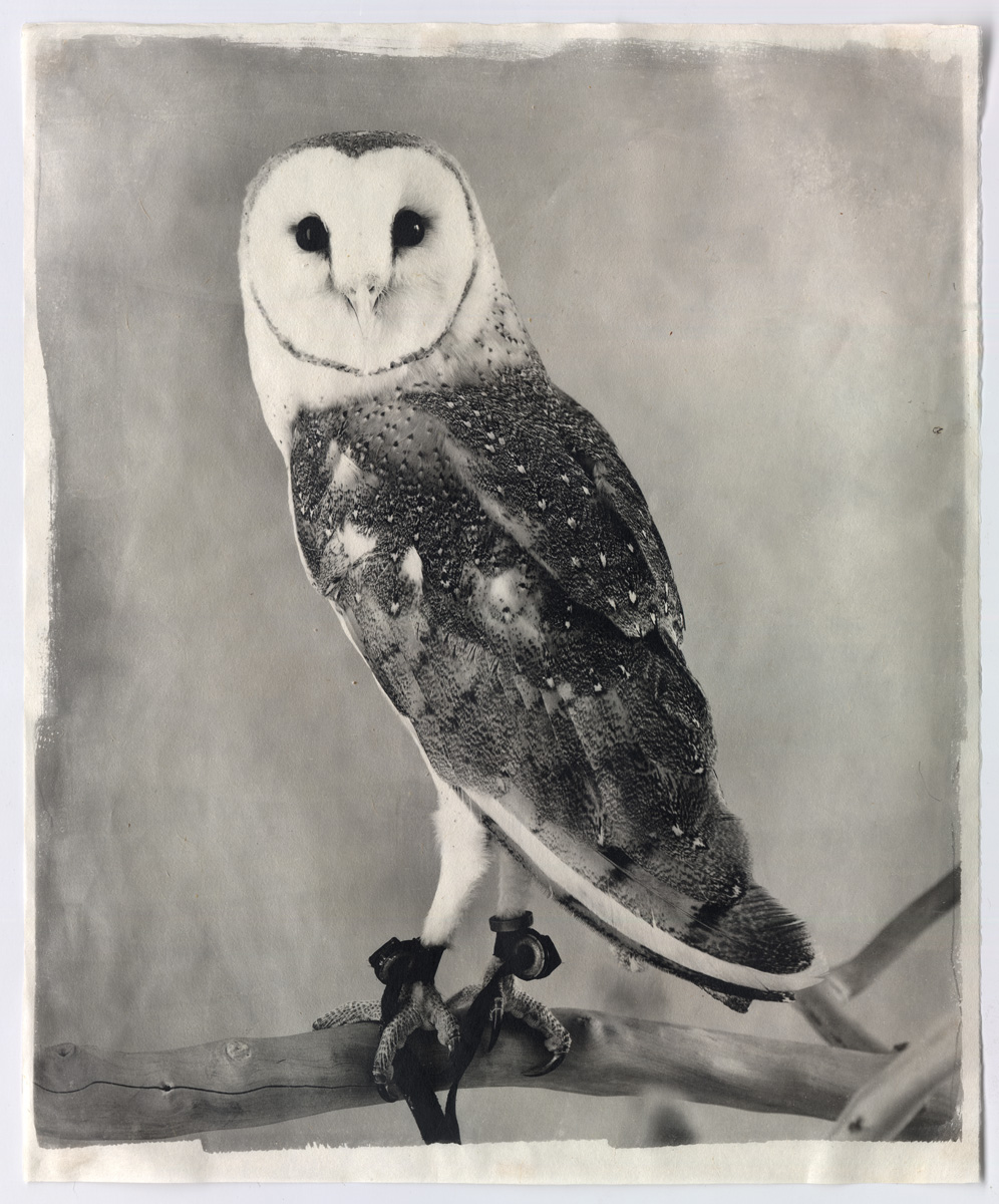 Jean Pagliuso Owl XV, 2011 Hand-applied silver gelatin print on Thai Mulberry Paper 40 1/2 x 34 inches (102.9 x 86.4 cm) Edition of 5