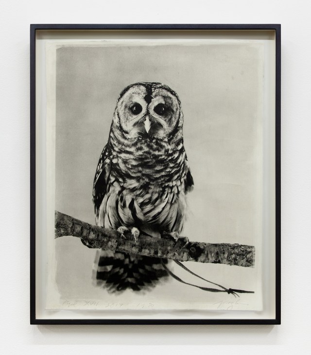 Owl XVII