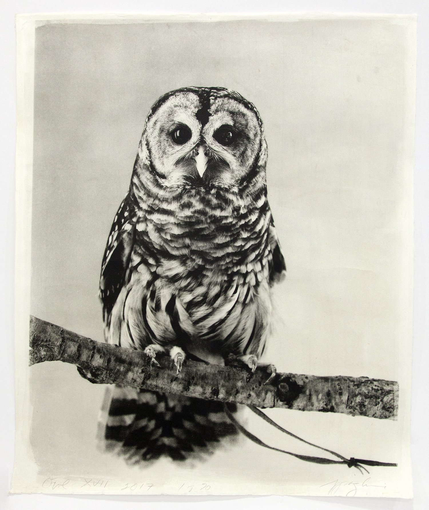 Jean Pagliuso Owl XVII, 2017 Silver gelatin print on handmade Kaji paper 23 3/4 x 19 inches (60.3 x 48.3 cm) Edition of 20