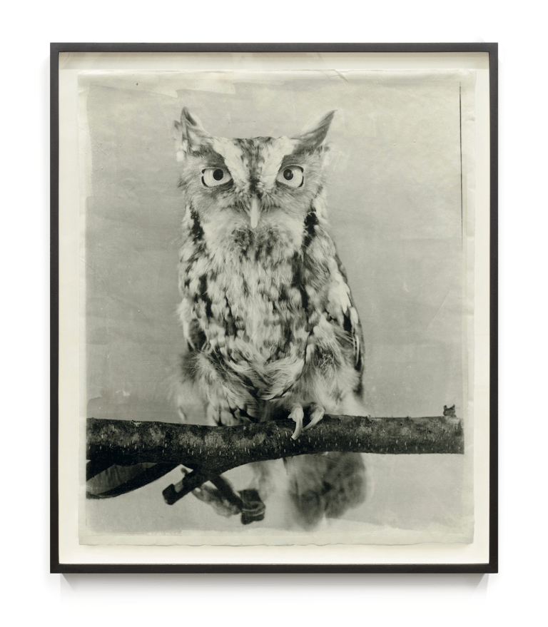 Owl XVI