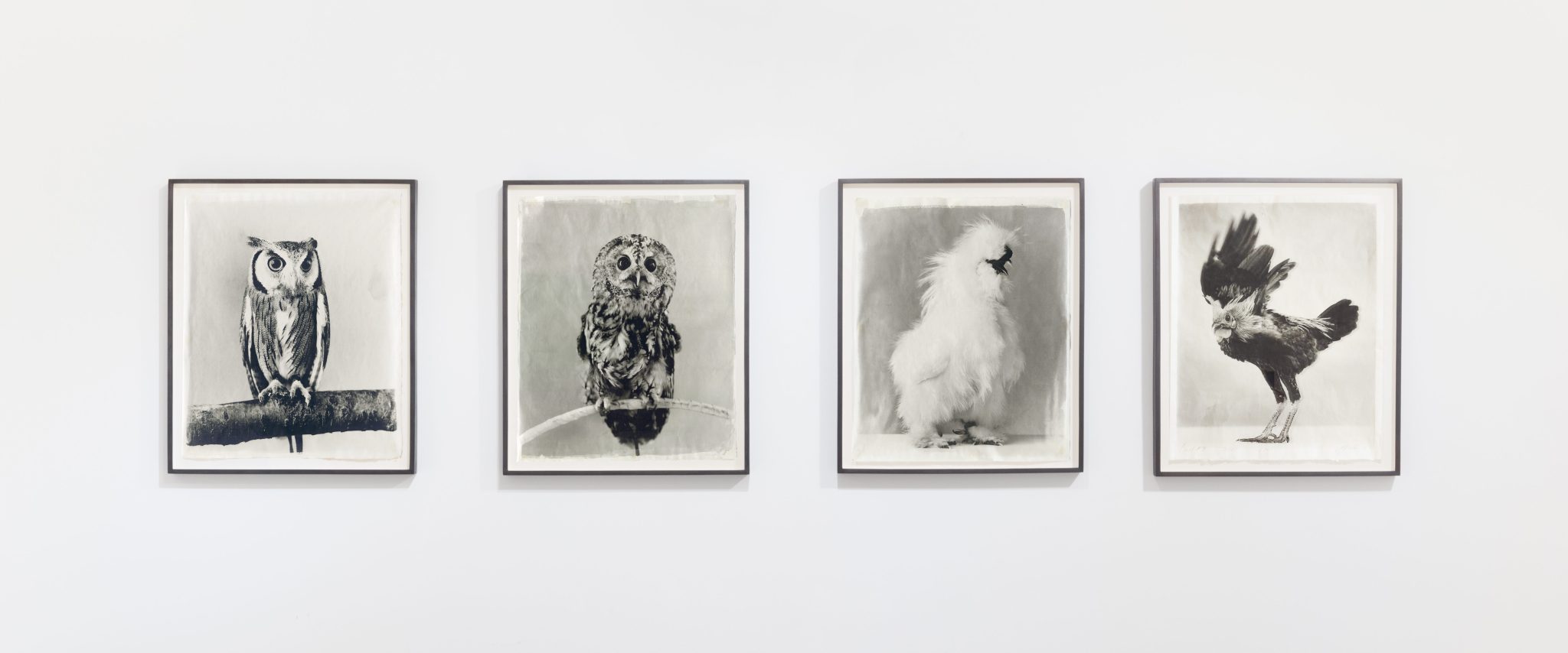 Jean Pagliuso, <i>Poultry and Raptors</i> series works installed in Mary Ryan Gallery, 2024