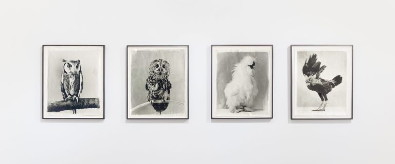Jean Pagliuso, <i>Poultry and Raptors</i> series works installed in Mary Ryan Gallery, 2024