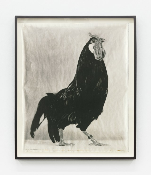 Black #13